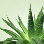 Gel de massage Nuru Aloe Vera #2